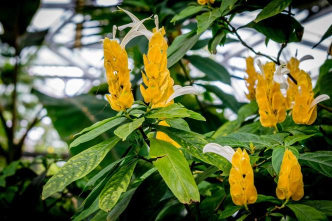 Pachystachys żółty - Pachystachys lutea
