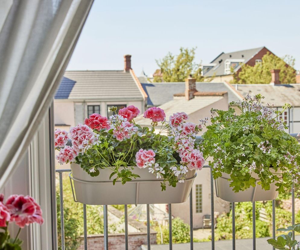 Kiedy wystawić pelargonie na balkon?
