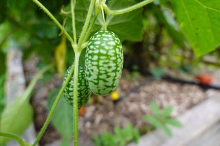 Ogórek meksykański