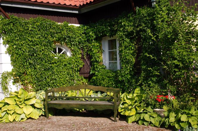 Pnacza na scianach domu