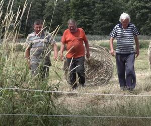 Rolnicy. Podlasie. Andrzej szuka koni, które uciekły z pastwiska