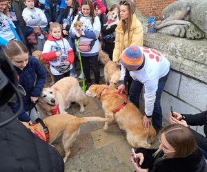 33. Finał WOŚP z grupą krakowskich Golden Retrieverów