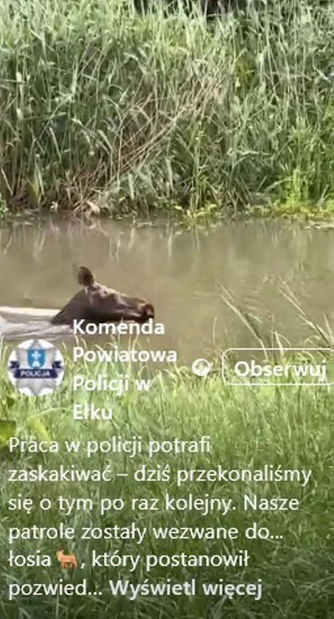Łoś pływał w rzece i spacerował po Ełku! 