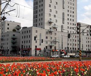 Warszawa jak ogród – Rondo Młociny w wiosennej odsłonie w czerwonej wersji