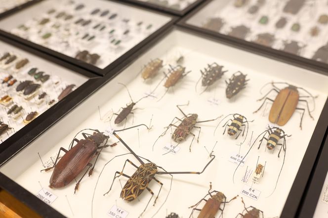 I Międzynarodowy Dzień Wymiany Owadów i Targi Entomologiczne w Bytomiu