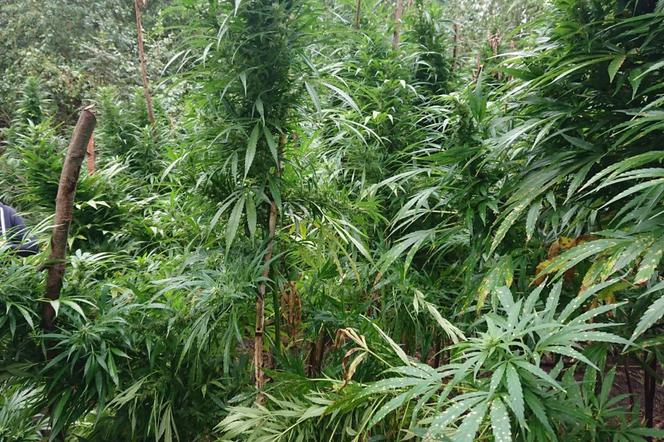 Ogromne plantacje marihuany w lesie pod Tuszynem! Akcja policji trwała tam kilka godzin!