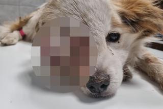 Skazali psa na ekstremalne cierpienie. Potężny guz i cieknąca ropa. Żeby „dzieci nie płakały za pieskiem”