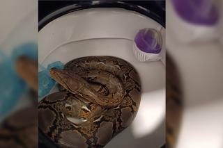 Kobieta znalazła węża w swojej toalecie
