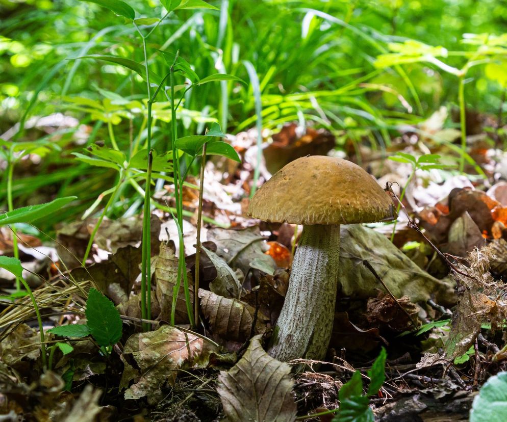 Koźlak, kozak, brzeziak: czyli koźlarz babka. Dlaczego warto jeść koźlaki? Czy grzyby koźlaki są zdrowe? [WIDEO]