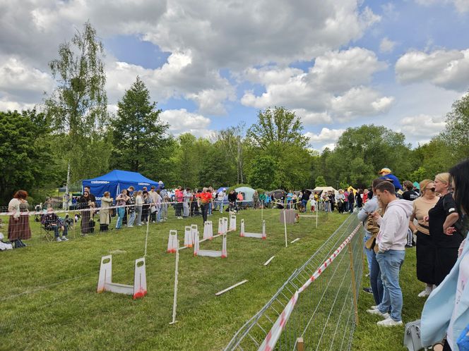 Festiwal Przyjaciół Zwierząt w Olsztynie. Park Centralny opanowały radosne pieski