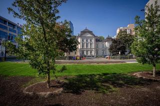 Ogród deszczowy przy alei Solidarności