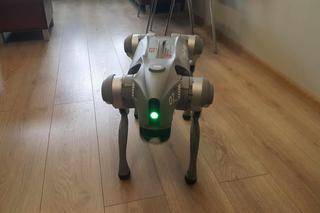 Robopies to zwierzę dydaktyczne. Studenci Politechniki Bydgoskiej sporo się od niego nauczą
