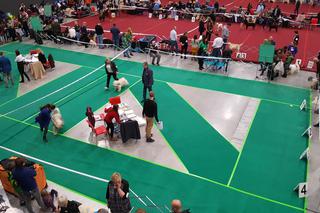 Międzynarodowa Wystawa Psów Rasowych w Bydgoszczy