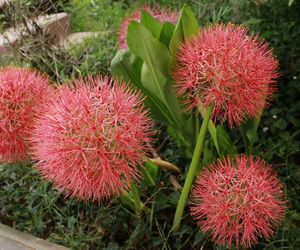 Krasnokwiat zachwyca zjawiskowymi kwiatami! Jak go uprawiać?