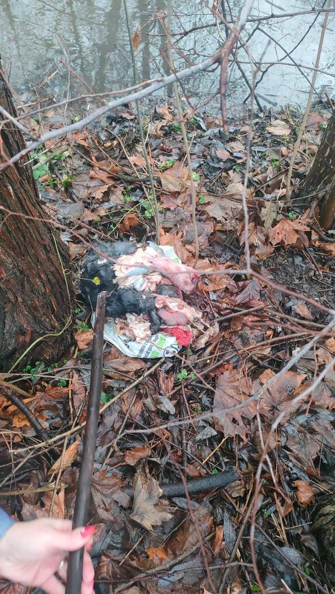 Śląskie: Makabryczne odkrycie w lesie pod Rybnikiem. Znaleziono oskórowanego psa bez łap