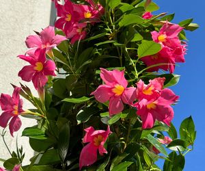 Dipladenia, mandevilla