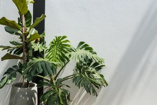 Monstera deliciosa na tarasie