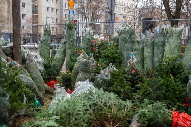 Wielka awantura między handlarzami choinek. Użyto... piły motorowej!