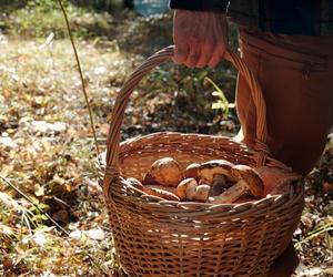 Ten grzyb to hit wśród grzybiarzy. Dlaczego jest tak wyjątkowy?