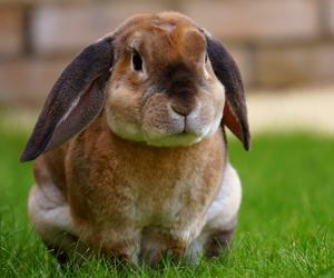 Holandia: króliki w przydomowym ogródku wykopały zwłoki