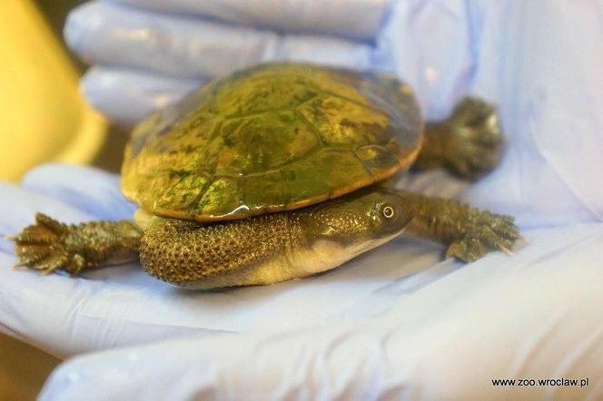 Sensacja we wrocławskim zoo. Na świat przyszły rzadkie żółwie wężoszyje 