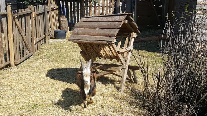 Zagajnik Wielkanocny w Będzinie