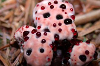 Kolczakówka piekąca,  ząb diabła