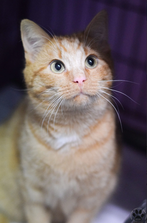 Kot do adopcji w zielonogórskim schronisku