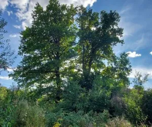 W finale konkursu drzewa z Warmii i Mazur. Na liście m.in. Jadwiga i Napoleon! [ZDJĘCIA]