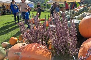 II Święto Dyni 2023 w Centrum Produktu Lokalnego w Rzuchowej