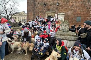WOŚP 2024 w Krakowie. Grupa Golden Retriever opanowała cały Rynek Główny!