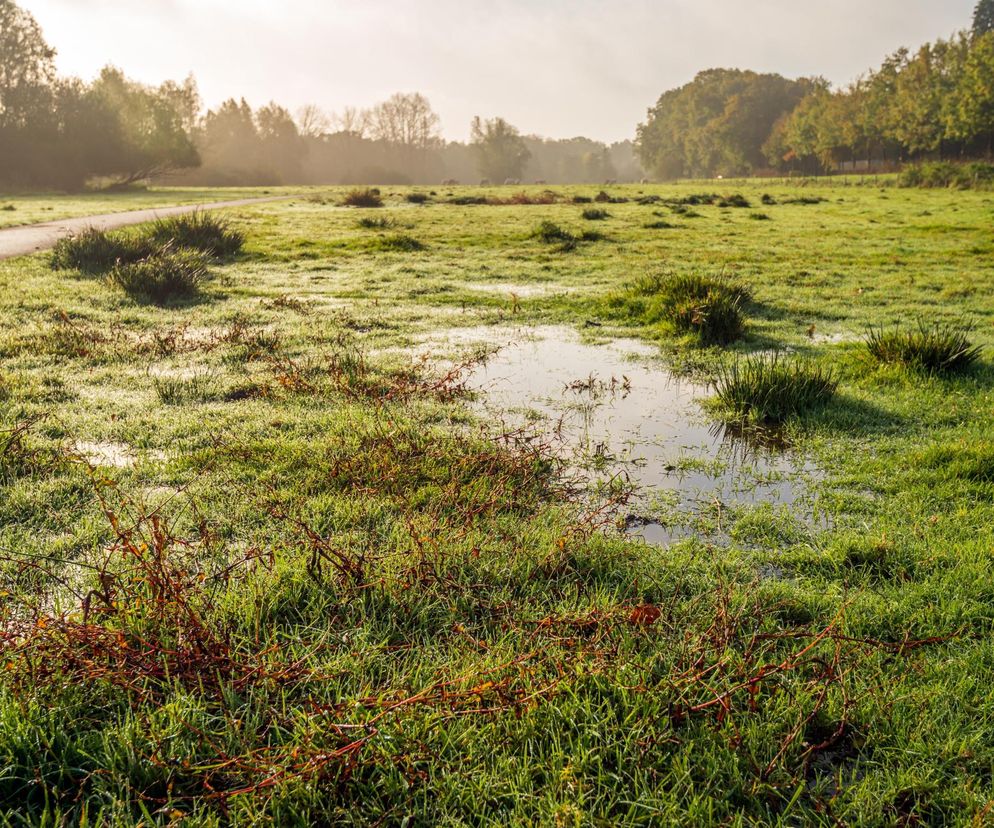 nawożenie trawnika po deszczu