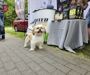 Festiwal Przyjaciół Zwierząt w Olsztynie. Park Centralny opanowały radosne pieski