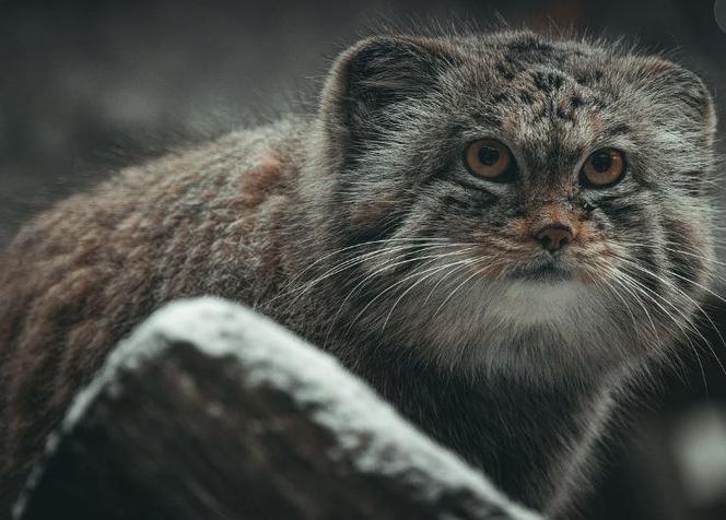 Magellan zwyciężył! Ten manul jest najlepszym na Świecie!