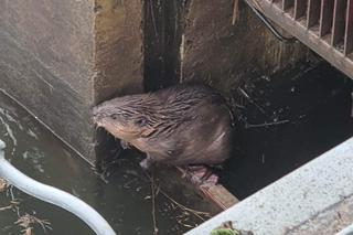  W wigilijny poranek strażacy z powiatu łęczyńskiego uratowali bobry, które utknęły na zaporze