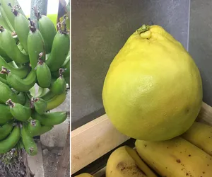W Bydgoszczy wyrosły banany i cytryny! Zobacz zdjęcia [GALERIA]
