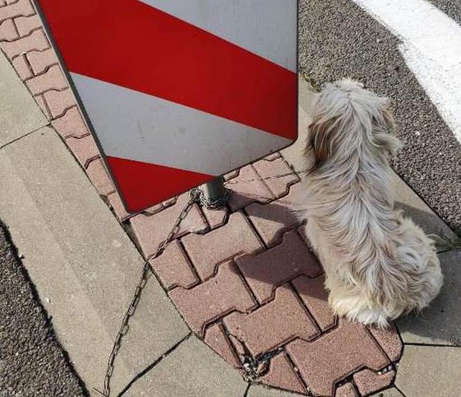 Przywiązał psa łańcuchem do znaku na trasie Kraków-Olkusz