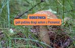 Rokietnica (powiat poznański)