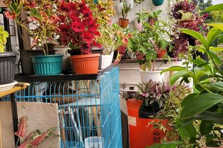 Dziki ogród na balkonie