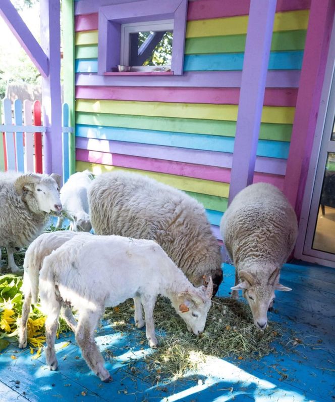 Owce zajadają się słonecznikami