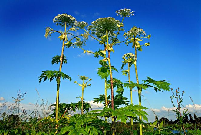 Barszcz sosnowskiego - toksyczna roślina rozpoczęła kwitnienie