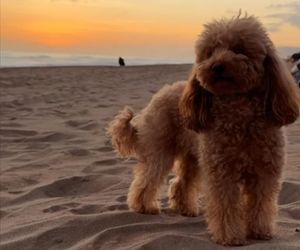 Te psy skradły serca gwiazd! Niektóre wyglądają jak z bajk