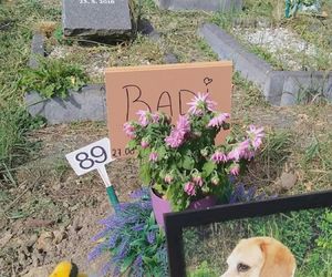 W całym woj. śląskim jest tylko jeden taki cmentarz. Miejsce, gdzie pamięć o pupilu nie umiera