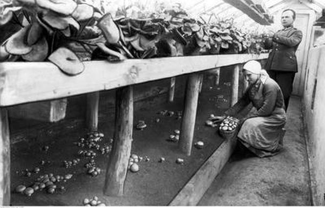 Nasi dziadkowie też kochali grzyby! Zobacz zdjęcia grzybiarzy z dawnych lat!