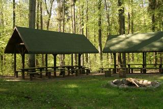 Rezerwat Sosny Taborskie. Zobacz zdjęcia