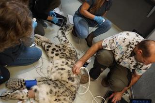 Trzymali w rękach życie pantery śnieżnej. Weterynarze wycięli Jamirowi guza z głowy