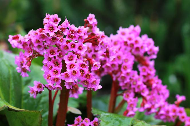 Bergenia