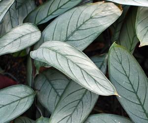 Ctenanthe setosa “Grey Star”