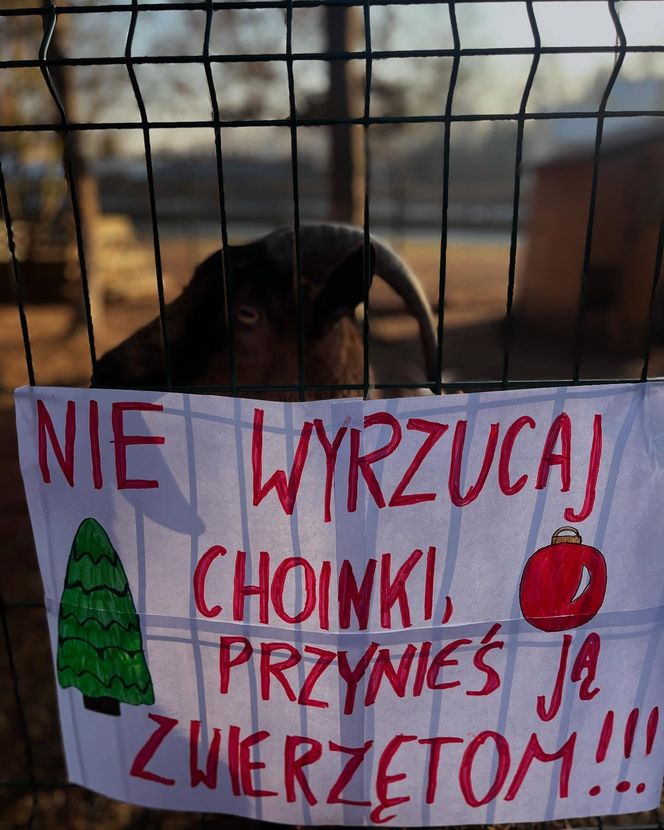 Nie wyrzucaj choinki po świętach. Zagroda 3 Siostry wie, co z nią zrobić. Koniecznie sprawdź