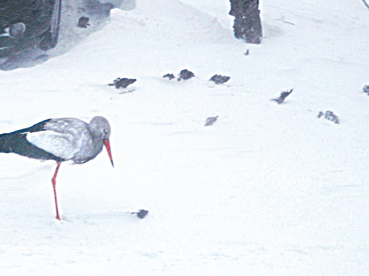 A miała być wiosna...